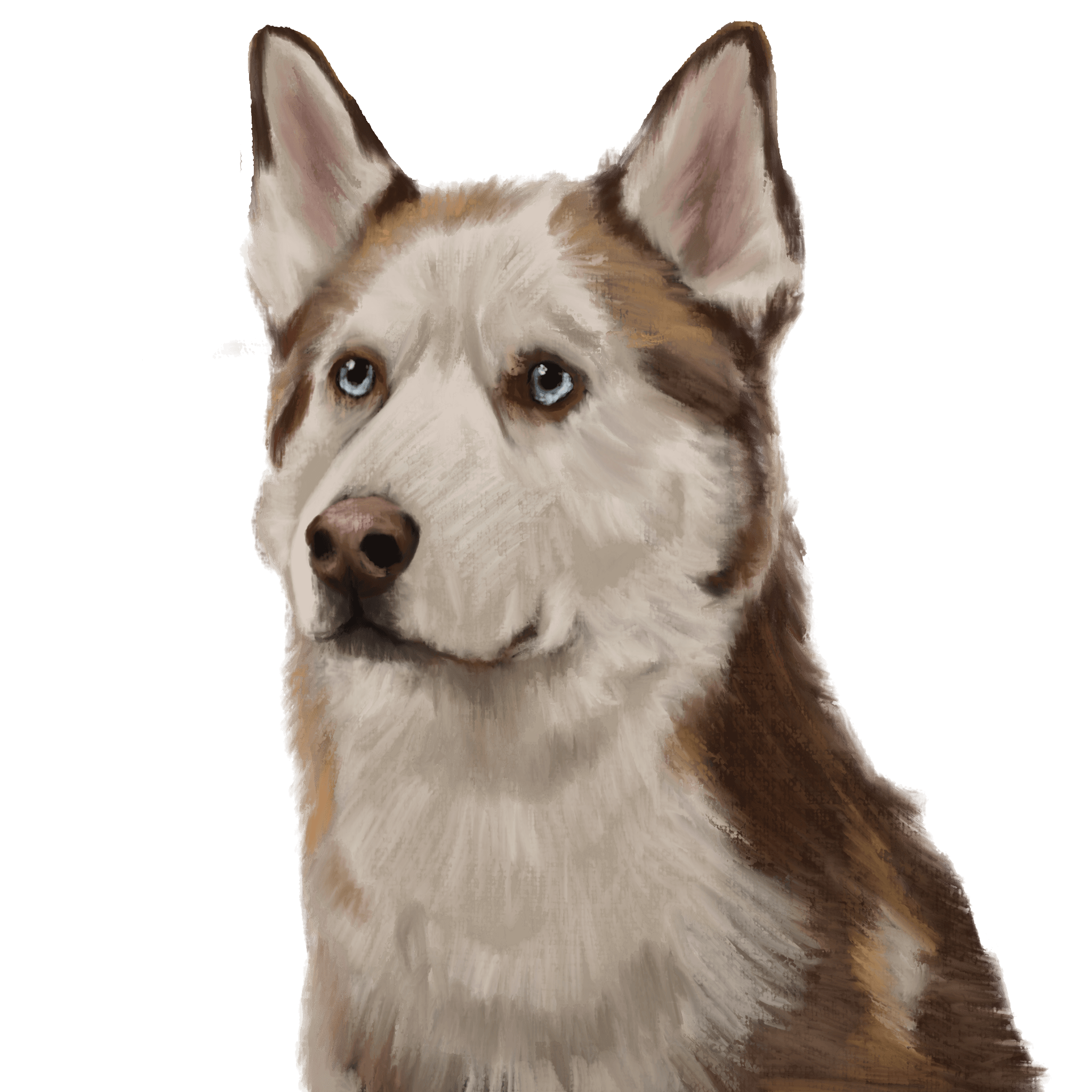 Painted portrait of a husky, InfiniPoker's main character art